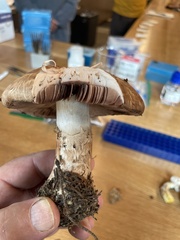 Agaricus amicosus