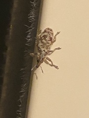 Hypolixus