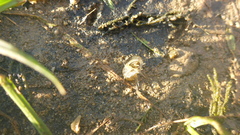 Pontogammarus maeoticus