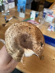 Agaricus amicosus