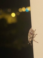 Hypolixus