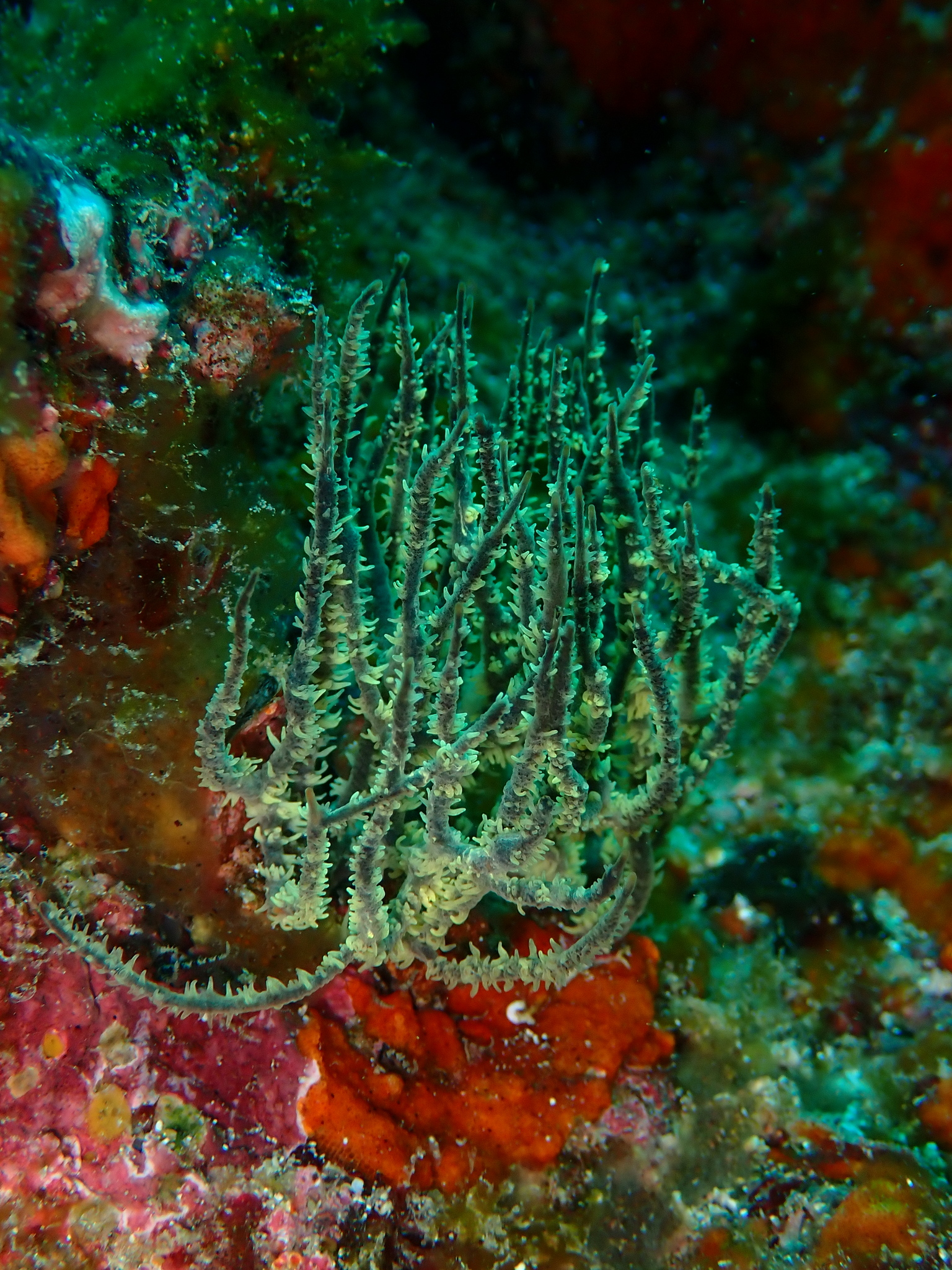 Antipathes galapagensis Deichmann, 1941