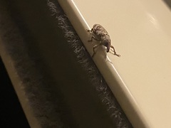Hypolixus