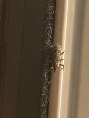 Hypolixus