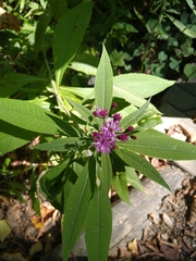Vernonia