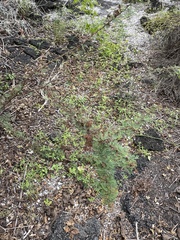 Vachellia insulae-iacobi