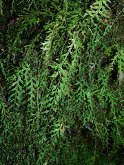Selaginella flagellata