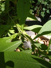 Vernonia