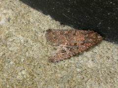 Hypoperigea tonsa