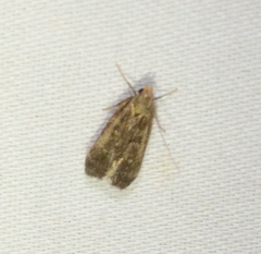 Dichomeris juncidella