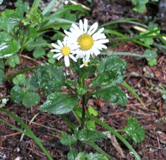 Leucanthemum rotundifolium