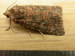 Hypoperigea tonsa
