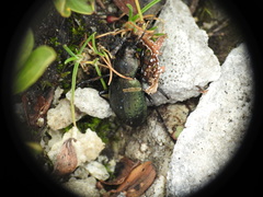 Carabus sylvestris
