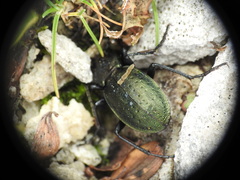 Carabus sylvestris