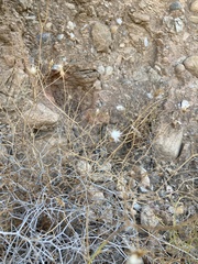 Launaea lanifera