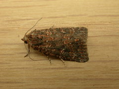 Hypoperigea tonsa