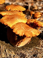 Gymnopilus palmicola
