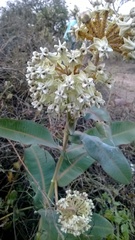 Asclepias glaucescens