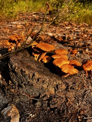 Gymnopilus palmicola