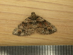 Eucymatoge peplodes