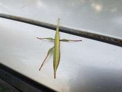 Tropidoderus childrenii