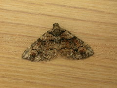 Eucymatoge peplodes