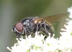 Cheilosia impressa