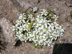 Arenaria biflora
