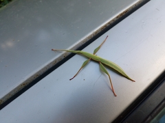 Tropidoderus childrenii