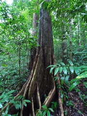 Terminalia costaricensis