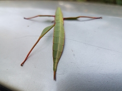 Tropidoderus childrenii