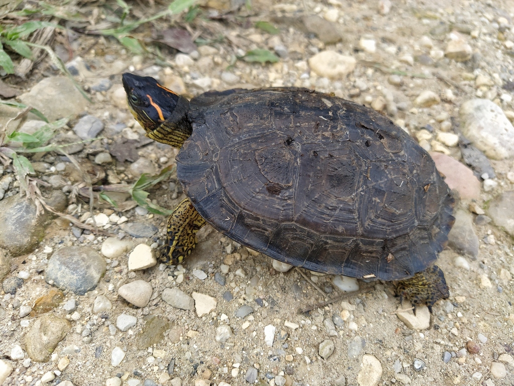 Colombian Wood Turtle from Puerto Parra, Santander, Colombia on May 19 ...