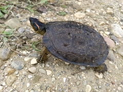 Colombian Wood Turtle photo 4
