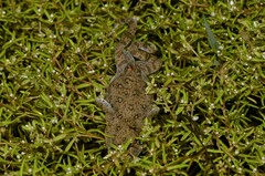 Cacosternum capense