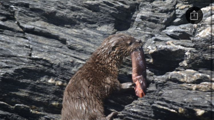 Red Cusk-eel