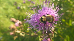 Bombus cullumanus