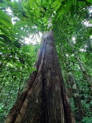 Terminalia costaricensis