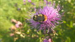 Bombus cullumanus
