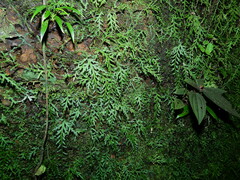 Selaginella flagellata