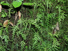 Selaginella flagellata
