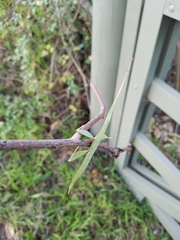 Tropidoderus childrenii