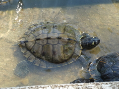 Graptemys ouachitensis