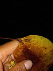 Pleuranthodendron lindenii