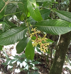 Palicourea padifolia