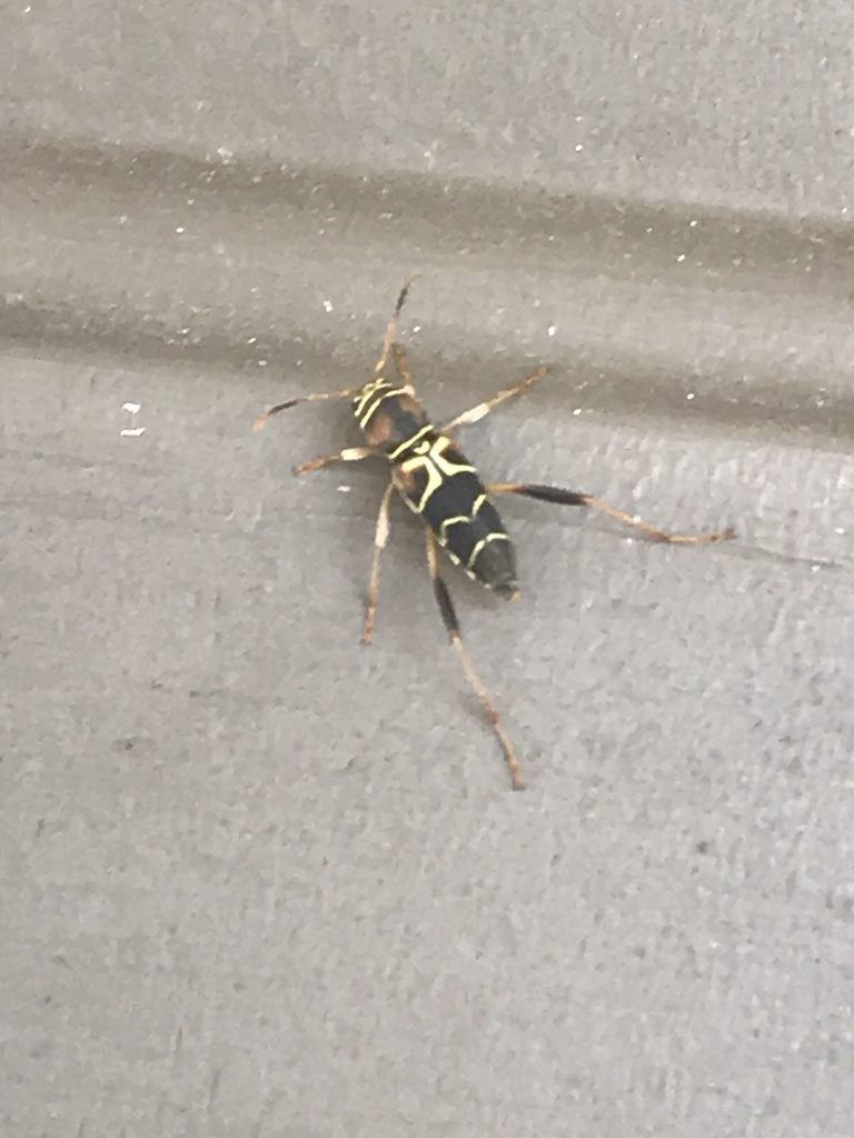 Neoclytus mucronatus in August 2022 by troy567 · iNaturalist