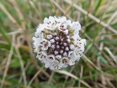 Noccaea caerulescens caerulescens