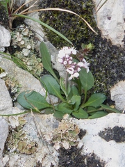 Noccaea caerulescens caerulescens