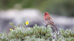 Carpodacus rubicilloides