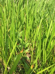 Sparganium eurycarpum