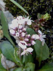 Noccaea caerulescens caerulescens